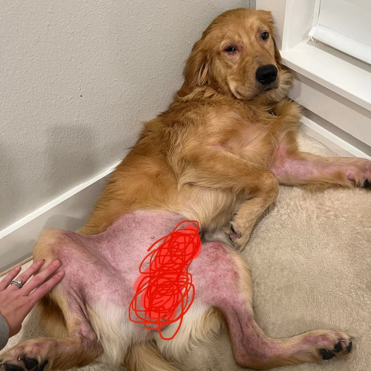 golden-retriever-skin-issues-v0-gn5mew8hgmyb1 (1).jpg__PID:b4fb6e60-2538-49ac-b2aa-bcc4d9a06660